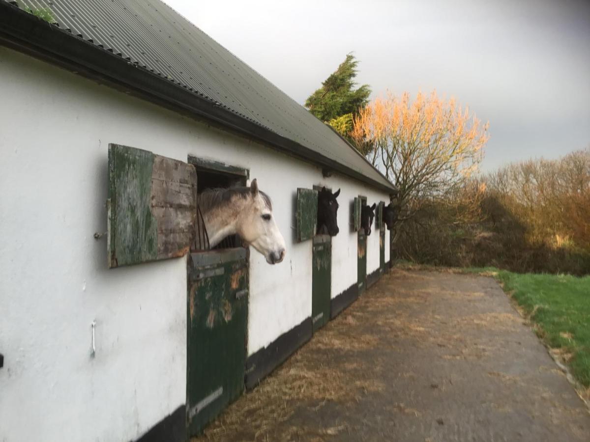 Gasthaus Dromelihy House Stud Doonbeg Exterior foto