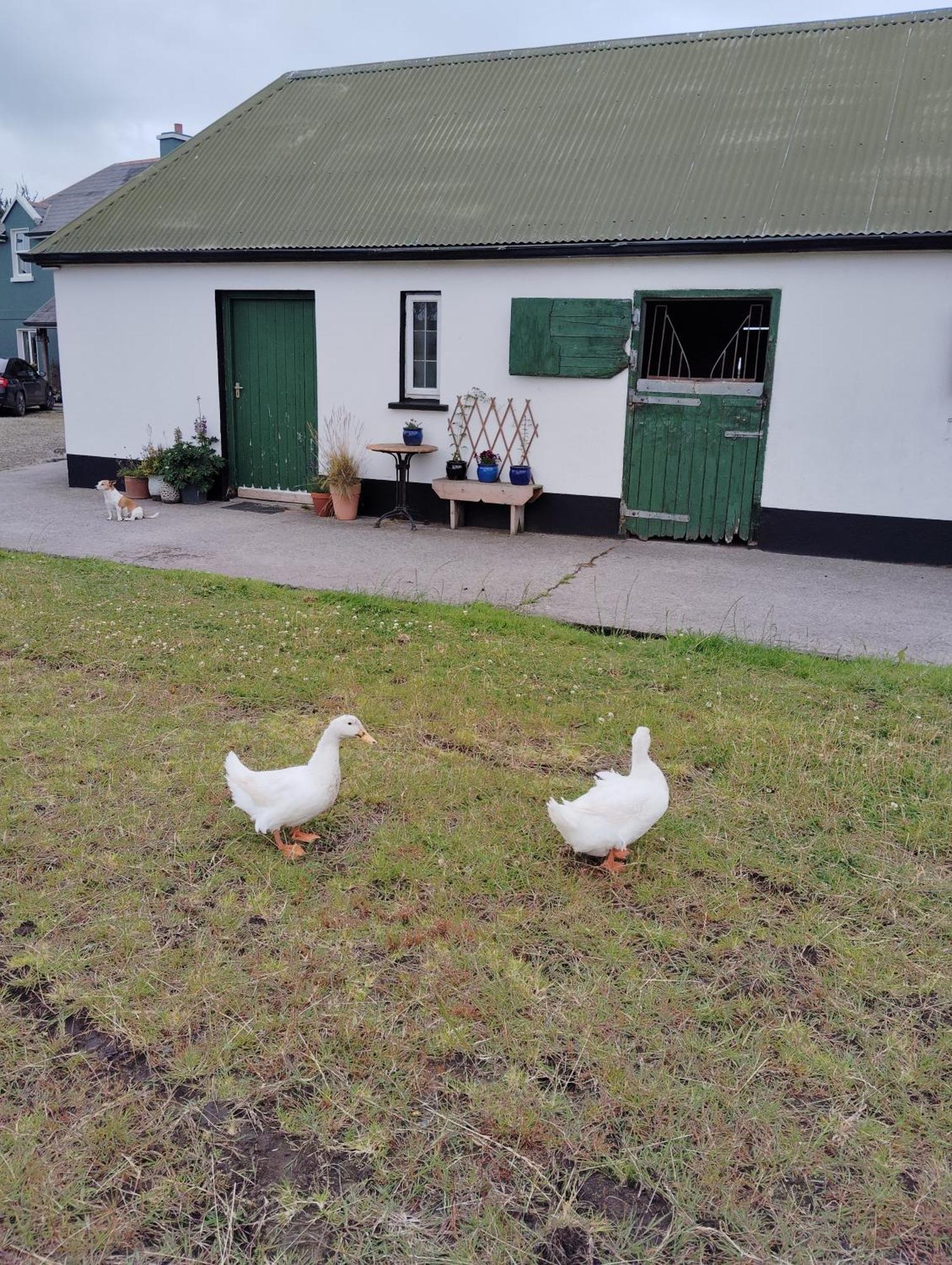 Gasthaus Dromelihy House Stud Doonbeg Exterior foto
